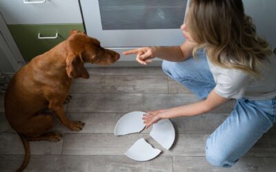 5 erreurs courantes dans l’éducation canine et comment les éviter