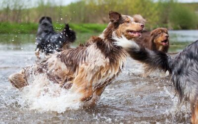 La science derrière la promenade de chien : pourquoi c’est plus qu’un simple exercice