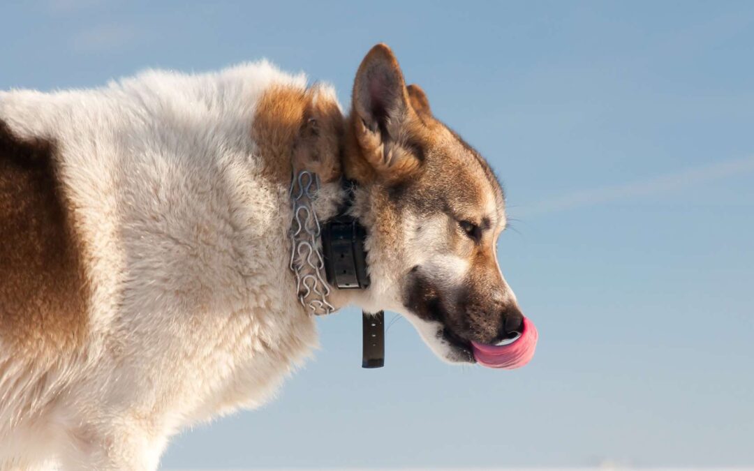 Colliers de Dressage vs Éducation Canine : Pourquoi Opter pour une Approche Positive