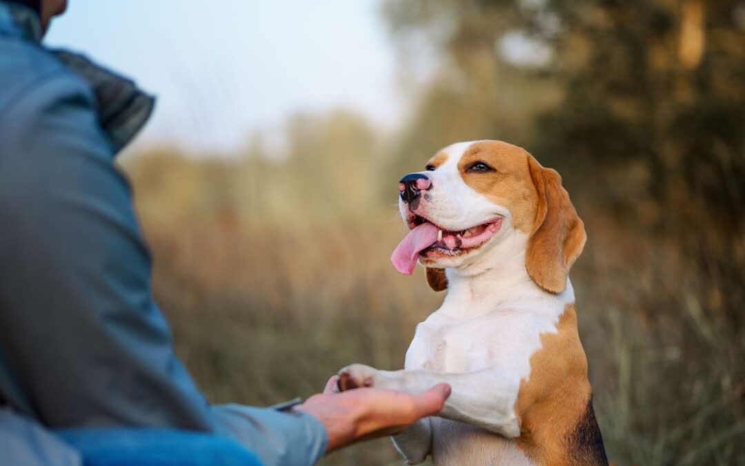 Pourquoi privilégier une éducation canine sans cris ?